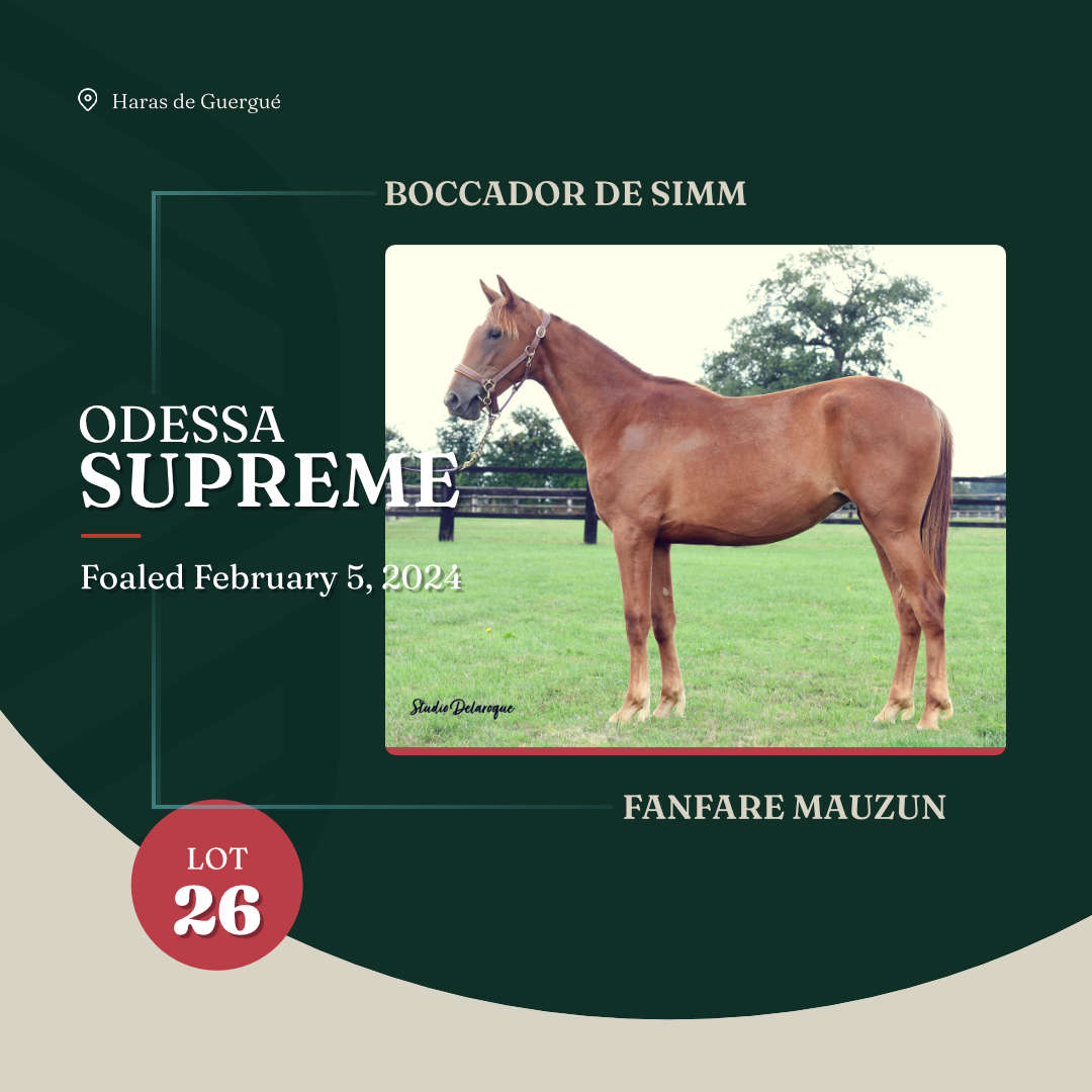 odessa_supreme_arqana_lot23_2025