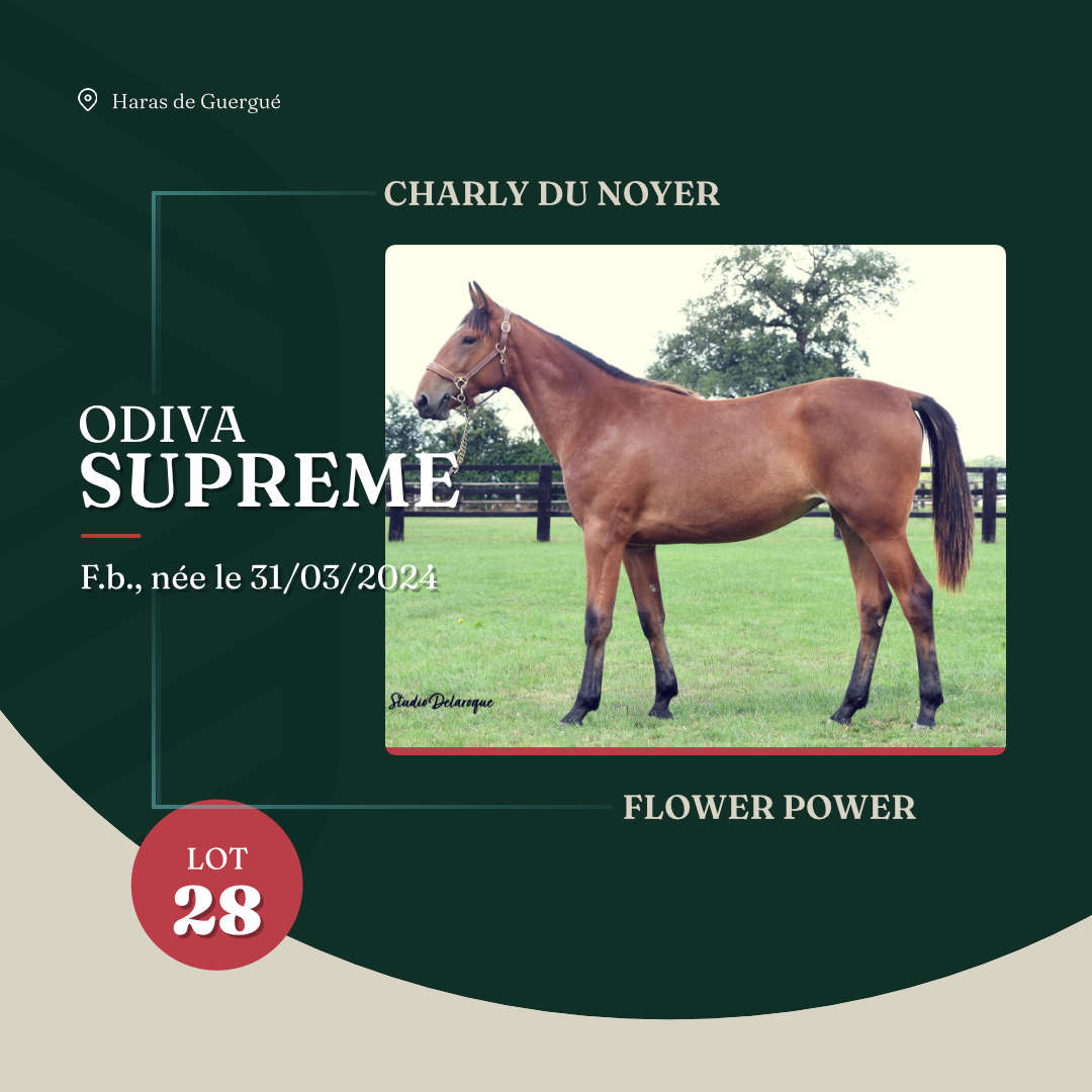 odiva_supreme_arqana_lot23_2025