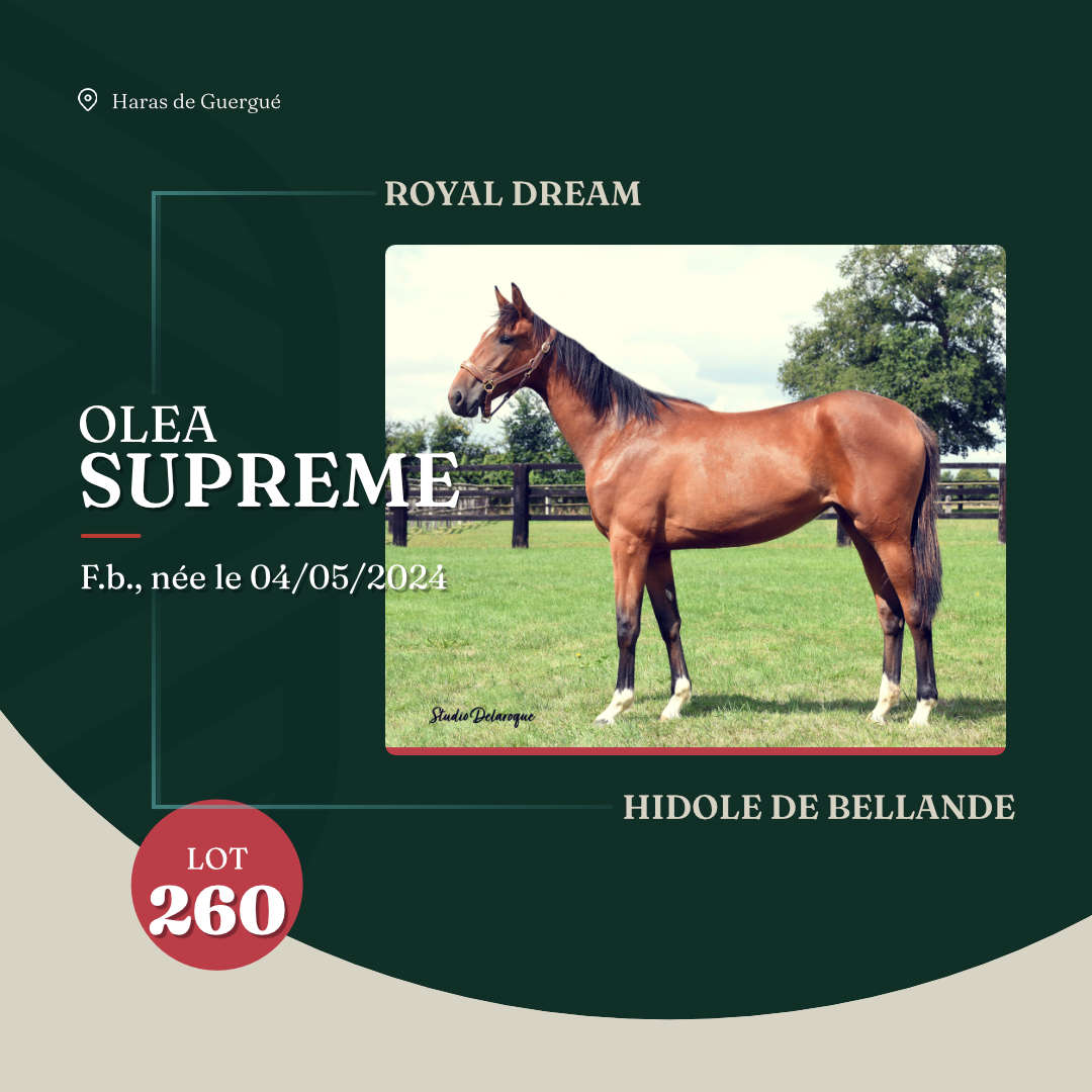 olea_supreme_arqana_lot23_2025