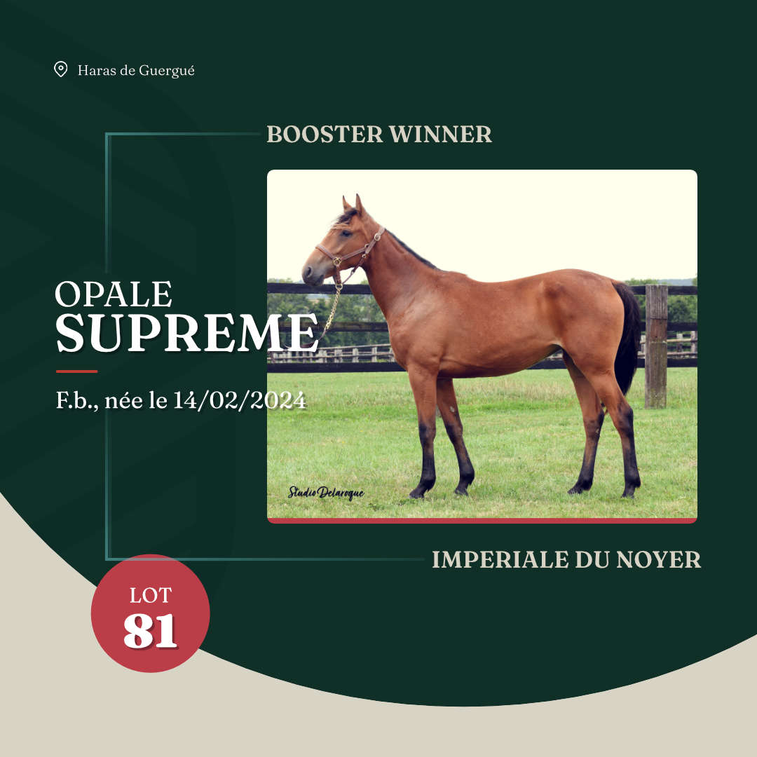 opale_supreme_arqana_lot23_2025