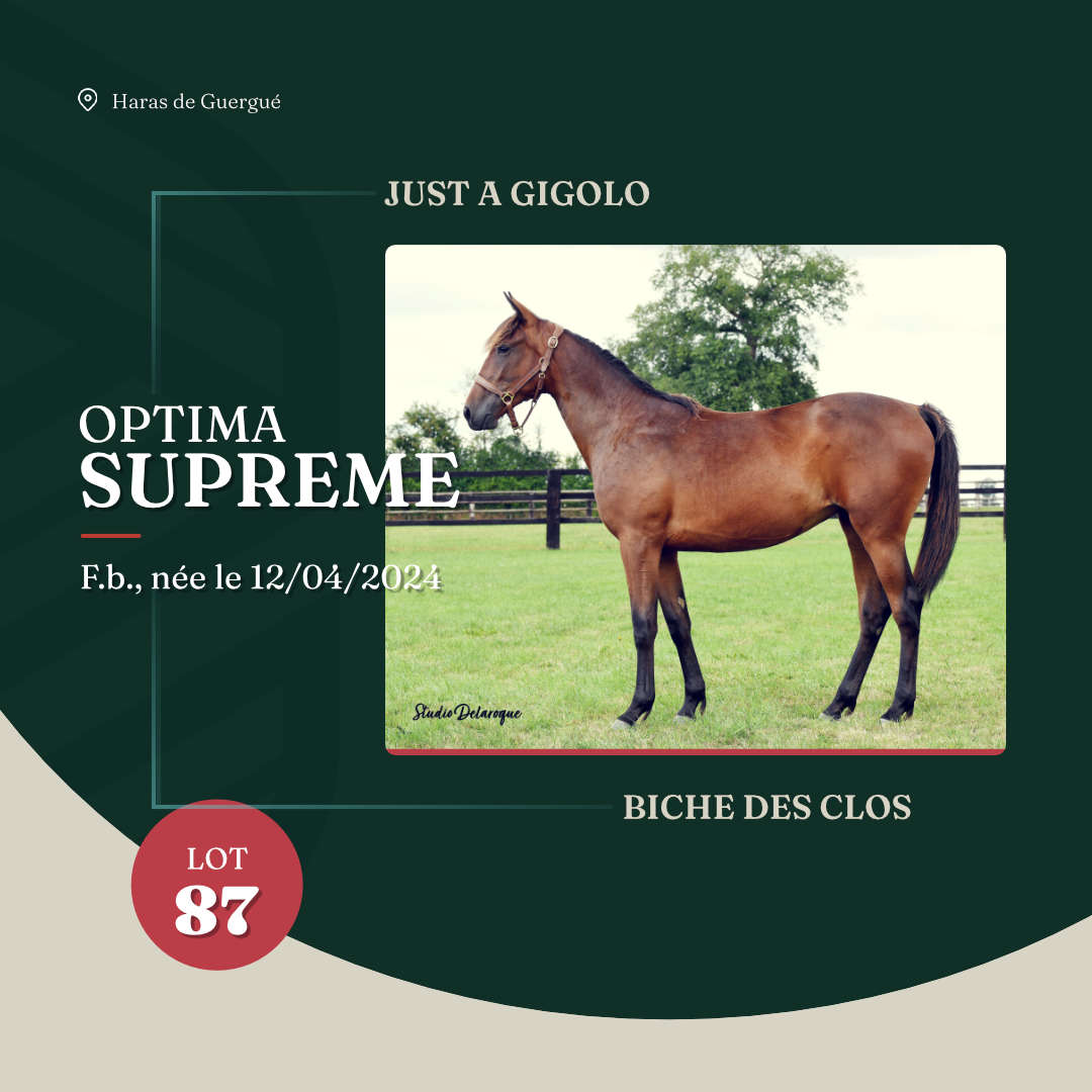 optima_supreme_arqana_lot23_2025